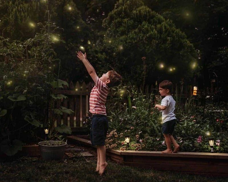 Caught Fireflies in a Jar