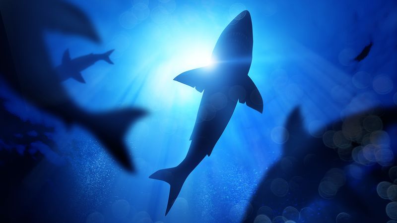 Prehistoric Shark Rivalries