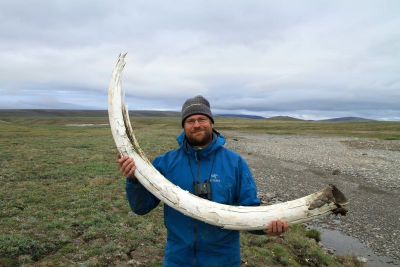 Tusk Carvings at Old Crow Basin – Canada