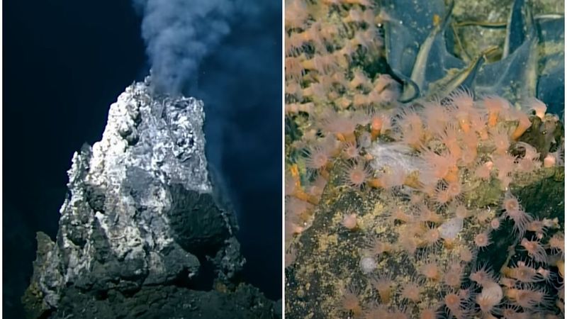 Volcano Thought Dead Teems with Life
