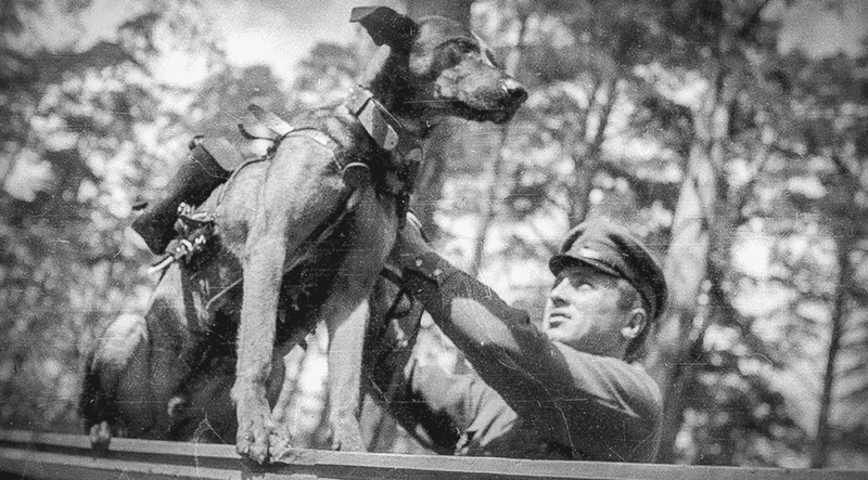 Anti-Tank Dog Mines: When Good Boys Make Bad Bombs