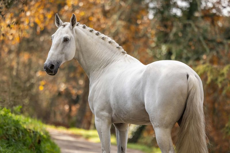 You’ve the wit of a well-bred stallion.