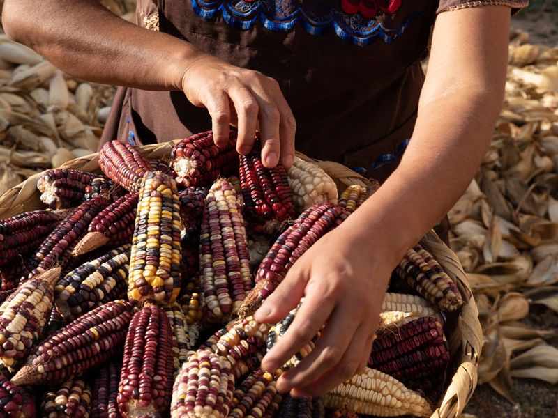 Corn Was Everything—But Not the Kind You Know