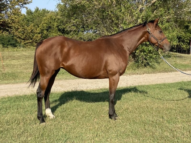 You’d make a fine broodmare!