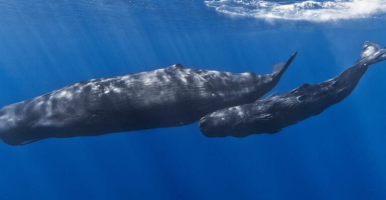 12 Brutal Facts That Prove Whaling Was One of the Worst Industries Ever