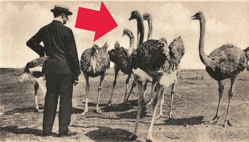 The Great Emu War (1932)