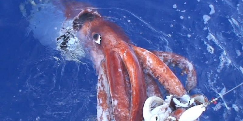 Giant Squid - The Ocean's True Kraken