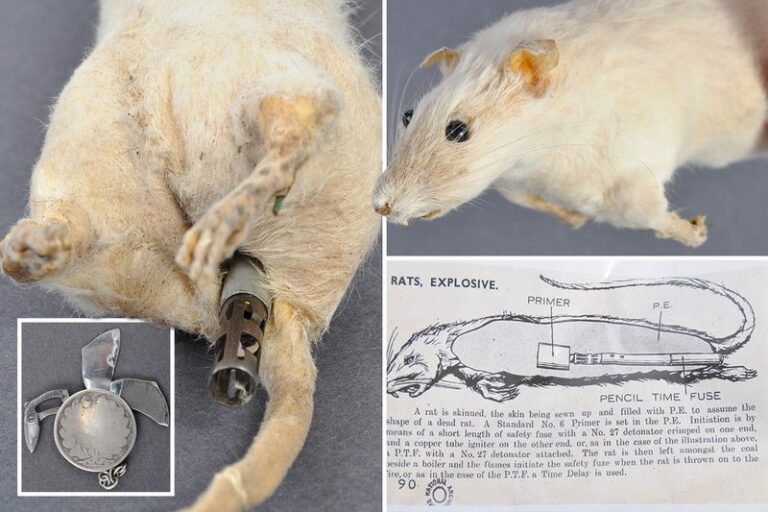 ww2 soe exploding rat Images High Quality Grahic 15 Spy Gadgets from WWII That Put James Bond to Shame - Back in Time Today