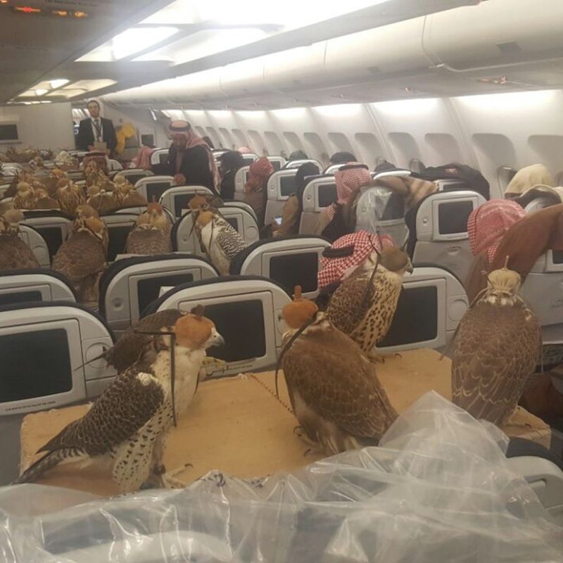 A $70 Million Private Jet for a Falcon (UAE Royal Family)