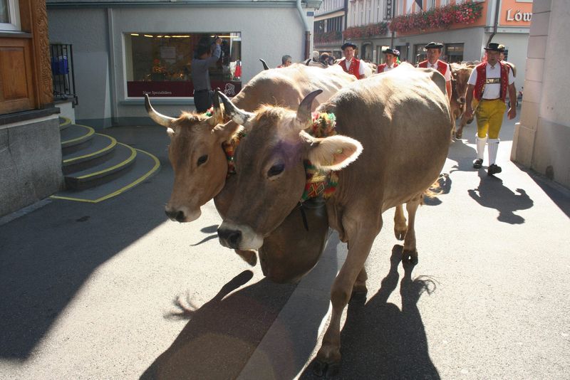 Shechita: Jewish Ritual Slaughter Under Fire
