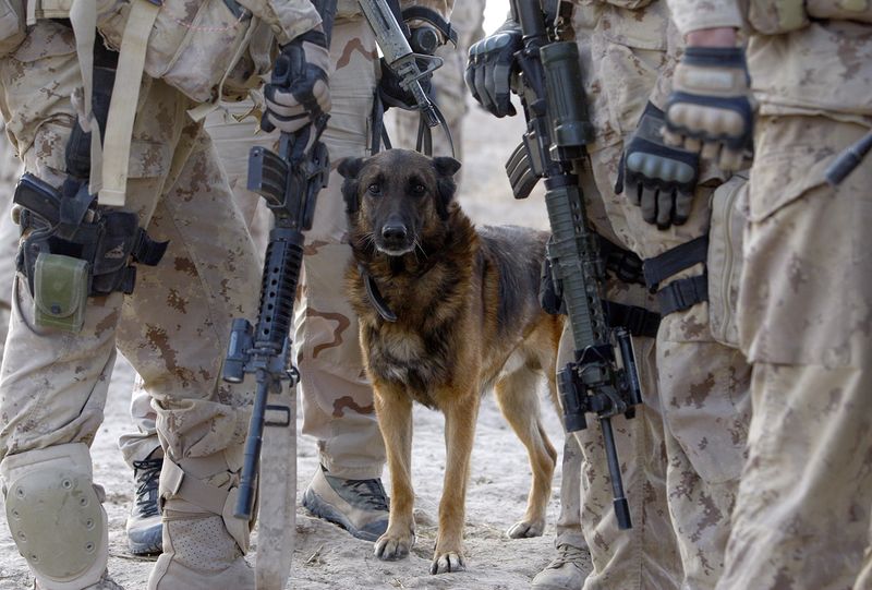 Military Dogs Are Just Pets With Helmets