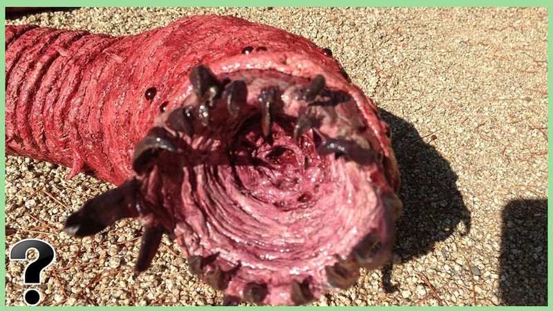 Mongolian Death Worm