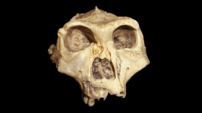 Nutcracker Man: Paranthropus boisei's Specialized Diet