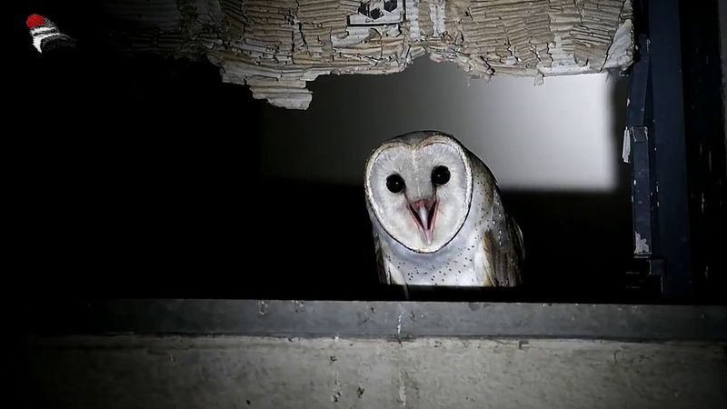 Barn Owl - The Ghostly Night Hunter