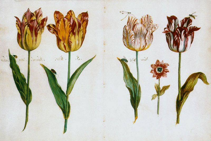 Tulip Mania (1637, Netherlands) 🌷