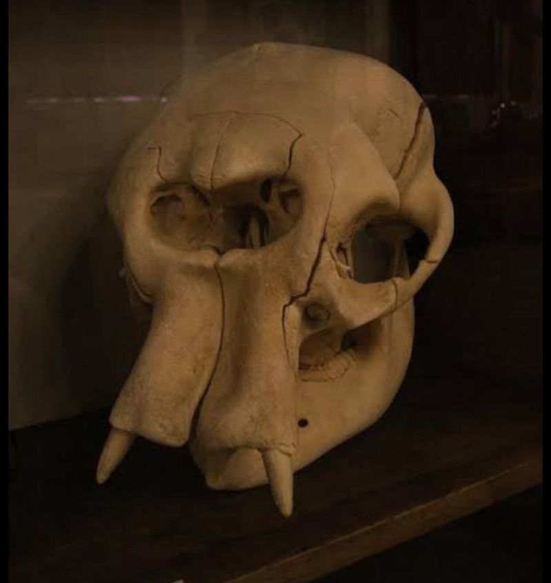 Elephant Skulls - The Cyclops Connection