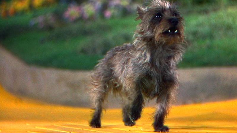 Terry the Dog - Toto's Hollywood Career