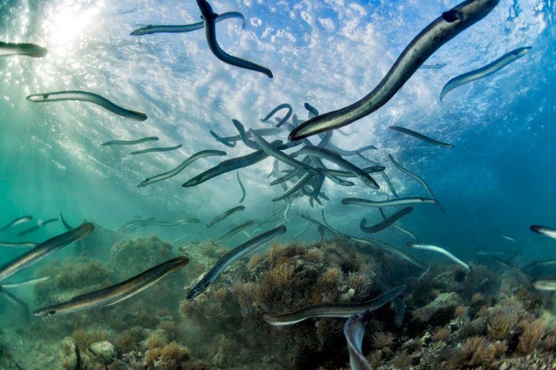 European Eel Migration