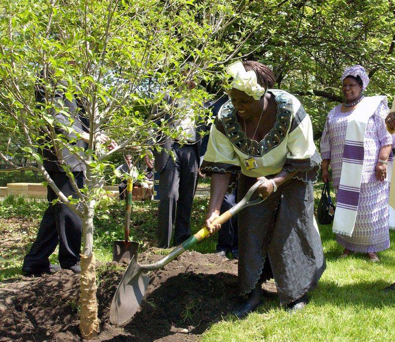 Wangari Maathai – The Woman Who Planted Millions of Trees
