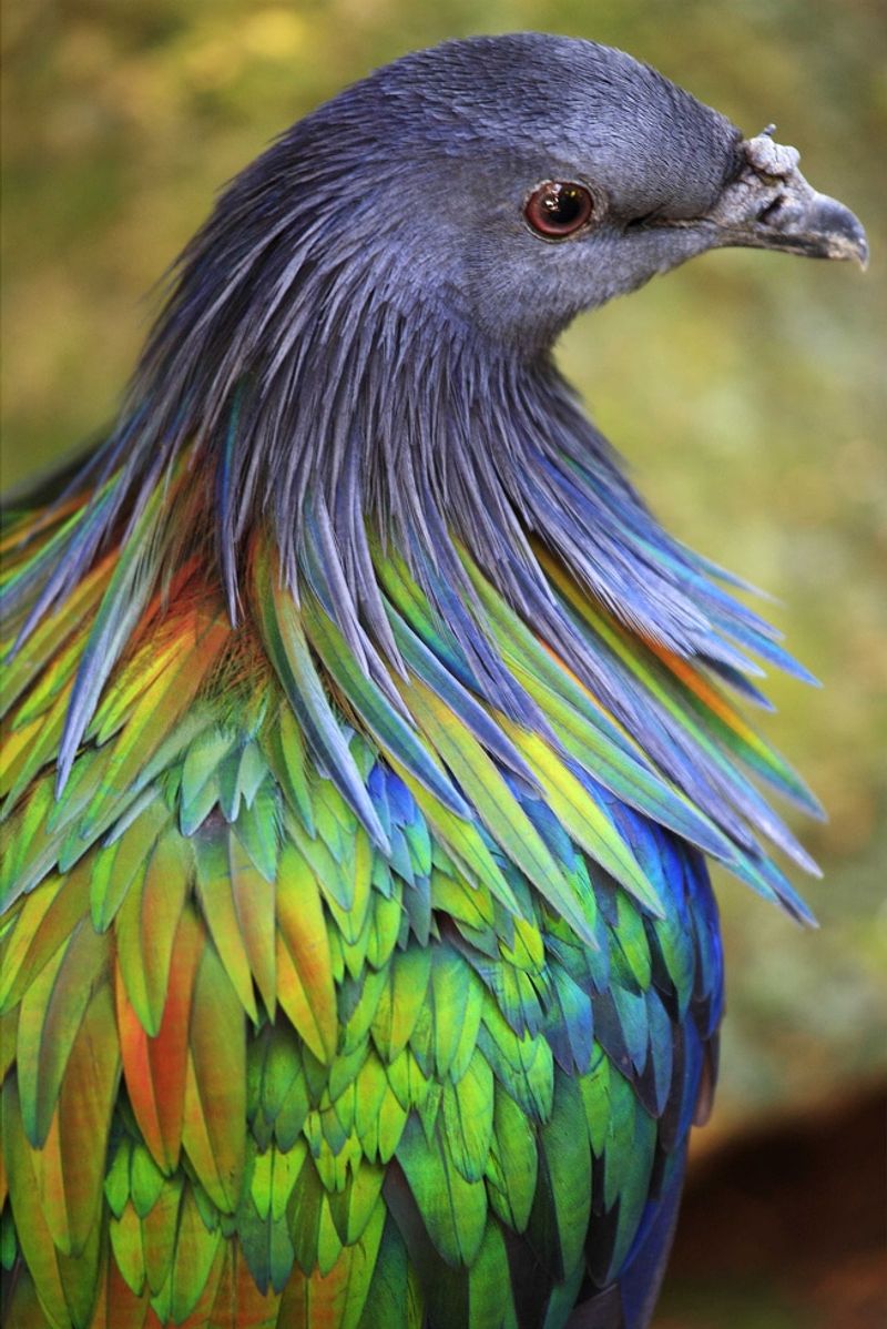 Nicobar Pigeons Hold the Genetic Key