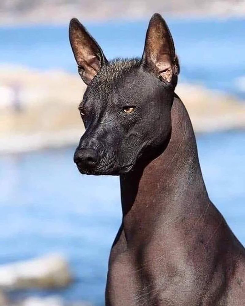 Dogs (Aztec & Native Cultures)