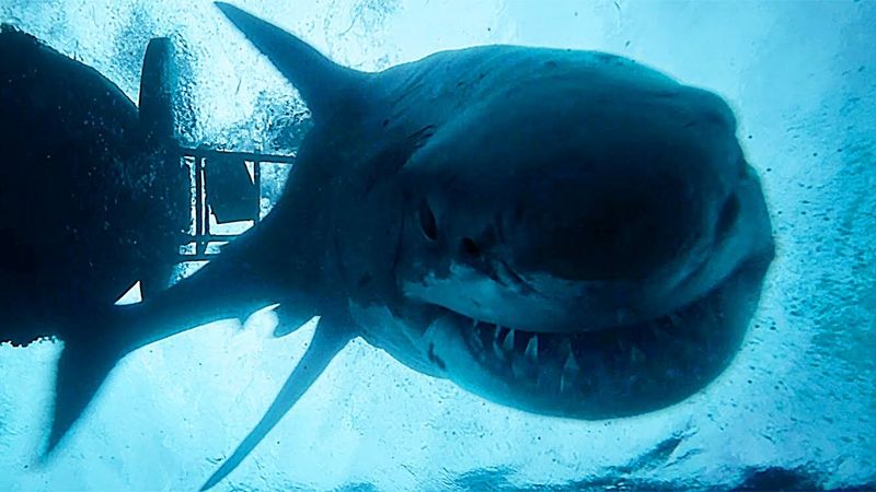 The Shallows (2016)