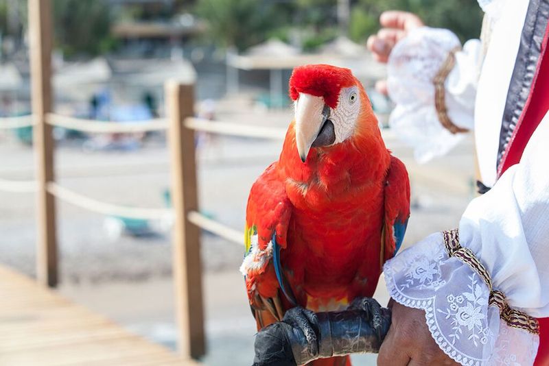 Parrots Were Status Symbols