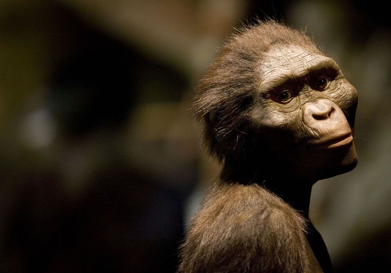 Lucy and Her Kind: Australopithecus afarensis