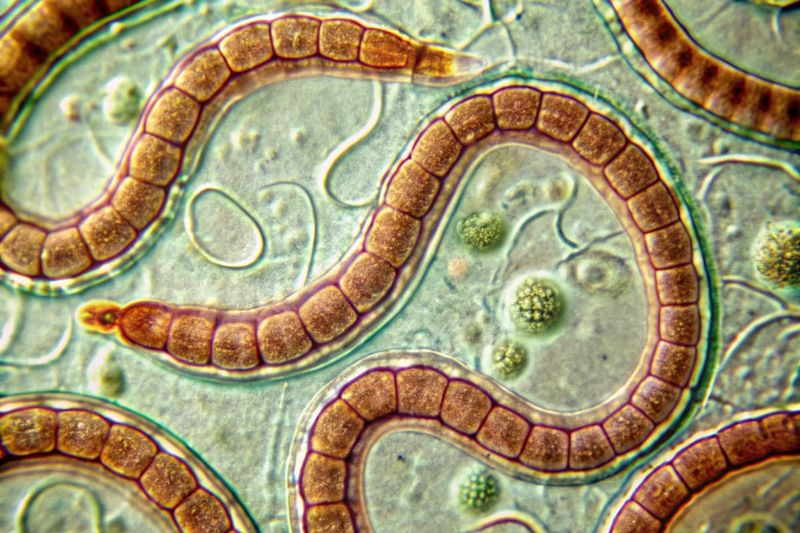 Tapeworm Diet (Victorian Era) 🪱