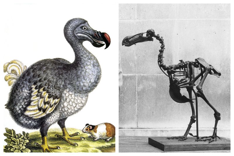 The Dodo's Symbolic Power Drives Revival Efforts