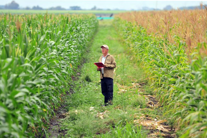 GMOs (Genetically Modified Crops)