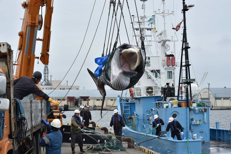 Modern Whaling (Japan, Norway, Iceland) Still Happens