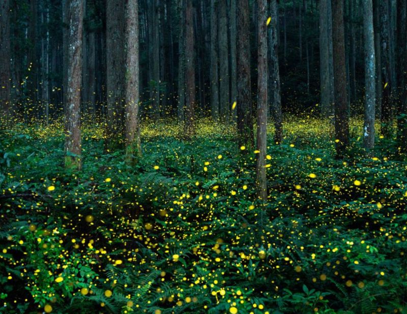 Synchronous Fireflies