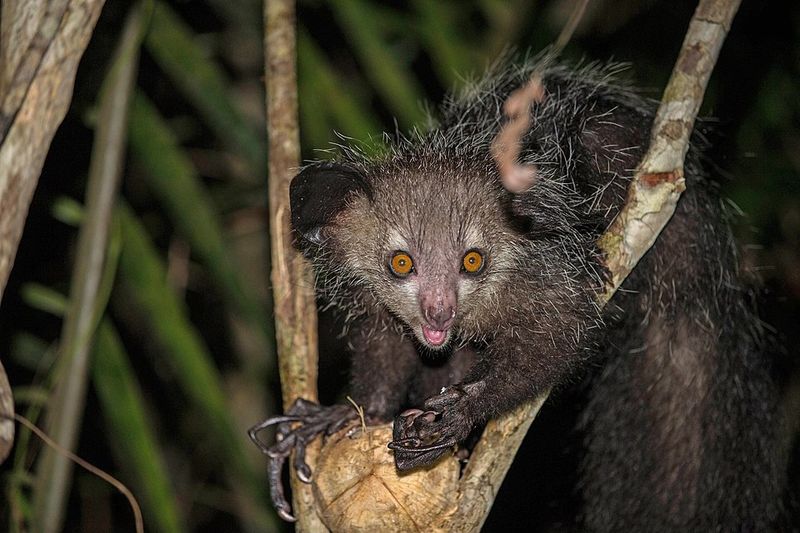 Aye-Aye - Madagascar's Demon Finger