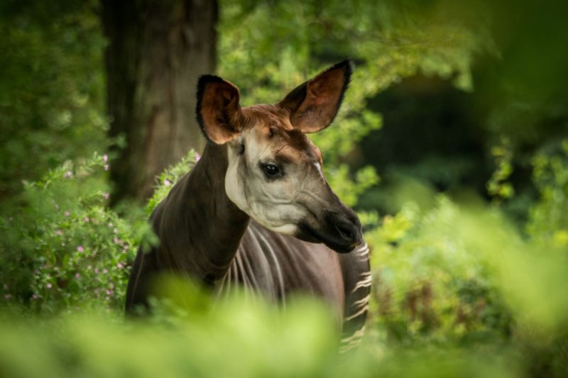Okapi - Africa's Forest Unicorn