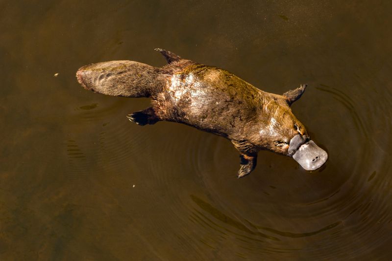Platypus - Nature's Impossible Hoax