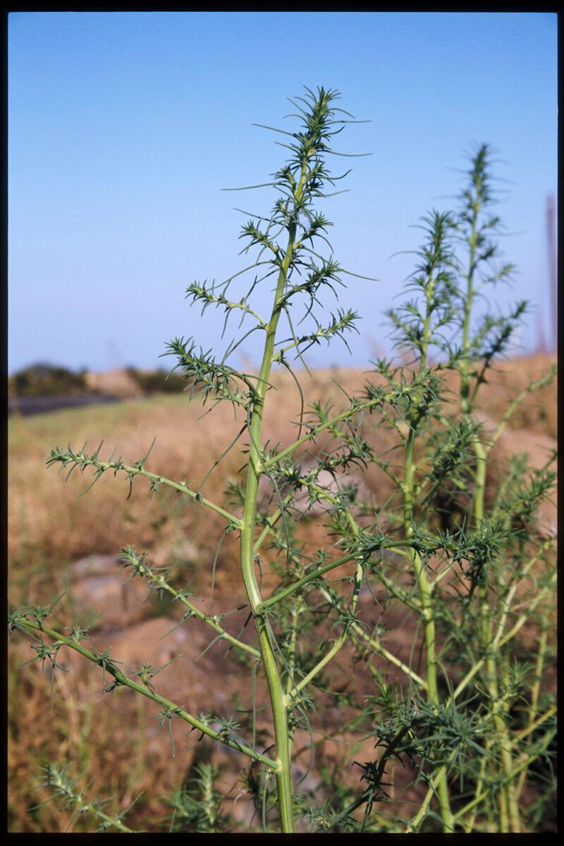 The Tumbleweed Family Tree