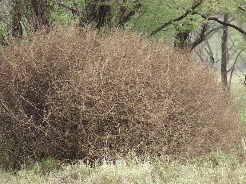Botanical Supervillains with Survival Powers