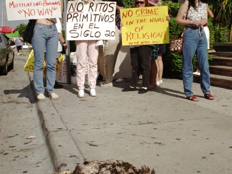 Santería Animal Sacrifice: Supreme Court Showdown