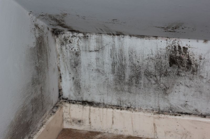 Toxic Mold Was Suspected—but Never Confirmed