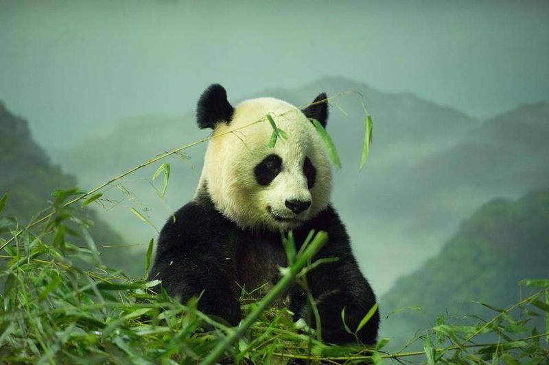 Giant Panda - China's Forest Legend