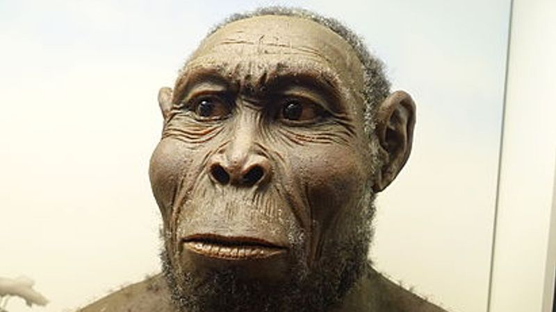 Homo rudolfensis: The Disputed Pioneer