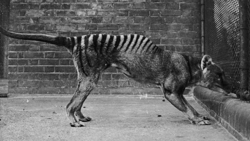 Thylacine (Tasmanian Tiger)