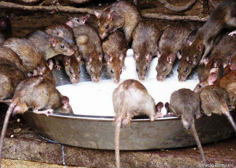 Rats (Karni Mata Temple, India)