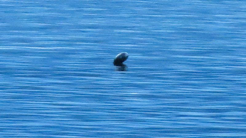 Ogopogo