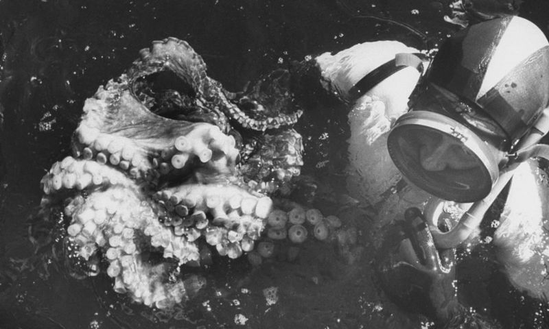 Octopus Wrestling