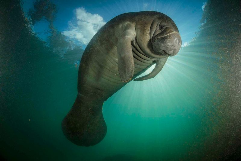 Manatee - The Gentle Mermaid