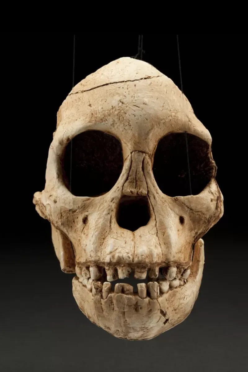 Australopithecus africanus: South Africa's Ancient Icon
