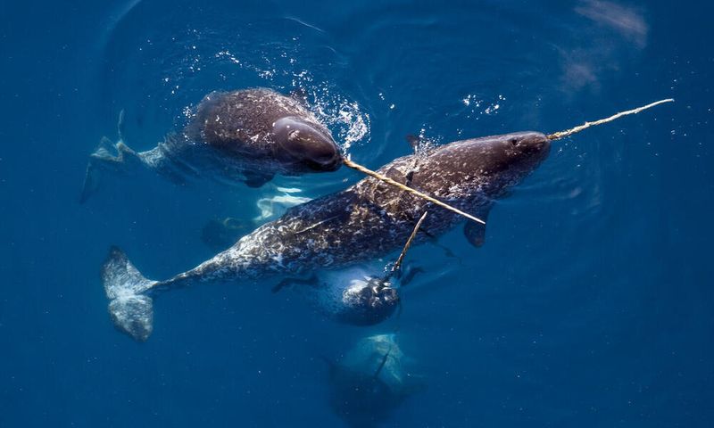 Narwhal - The Arctic's Living Unicorn