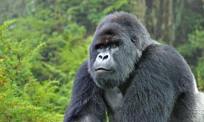 Gorilla - Africa's Mysterious Wild Man